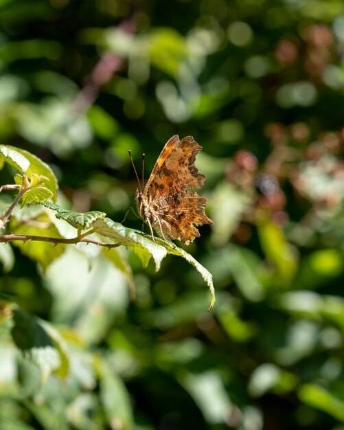 Vertikale Nahaufnahme eines Schmetterlings auf einem grünen Blatt