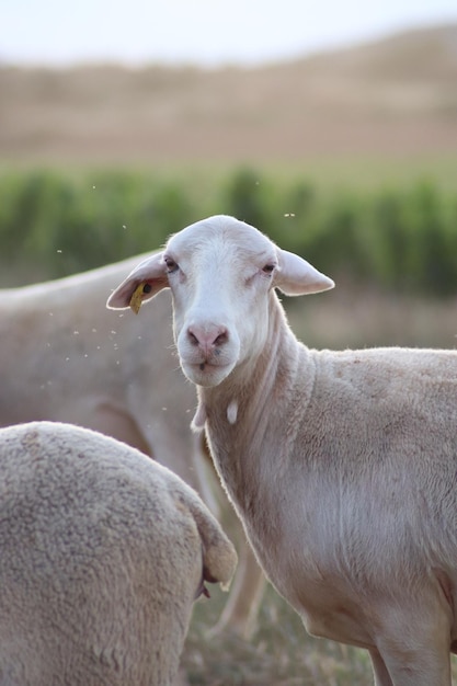 Vertikale Nahaufnahme eines süßen weißen Schafs, das auf einem verschwommenen Hintergrund in die Kamera starrt