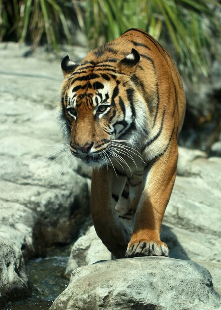 Vertikale Nahaufnahme eines Tigers auf den Felsen am Auckland Zoo