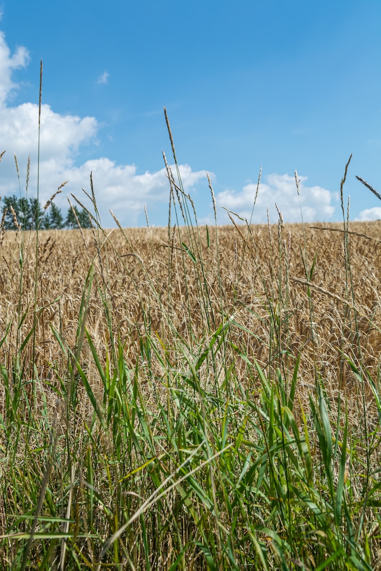 Kostenlose Foto vertikale nahaufnahme schuss von süßen graszweigen im feld