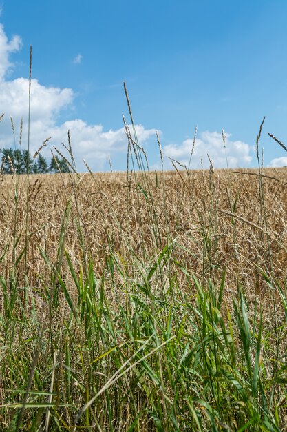 Vertikale Nahaufnahme Schuss von süßen Graszweigen im Feld