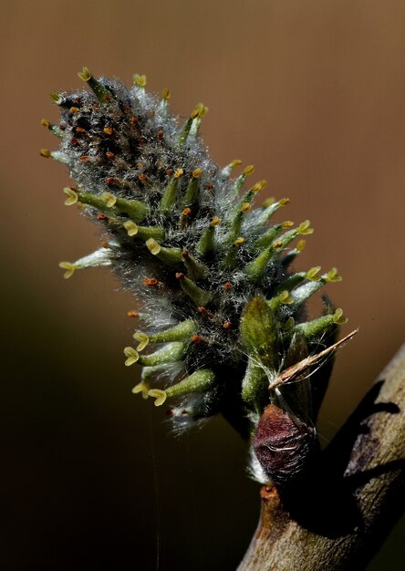 Vertikale Nahaufnahme von blühenden Weiden auf einem Baum