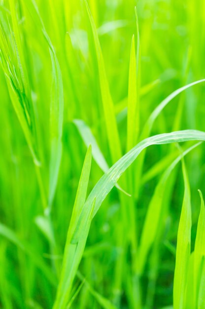 Vertikale Nahaufnahme von Gras in einem Feld unter dem Sonnenlicht mit einem verschwommenen Hintergrund