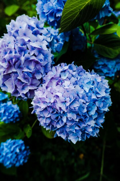 Vertikale Nahaufnahme von Hortensia Blume mit Tau?