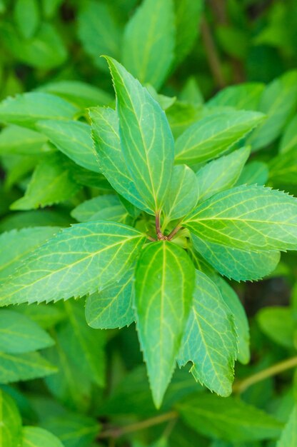 Vertikale Nahaufnahmeaufnahme der hellgrünen Blätter eines Strauchs