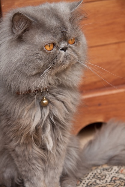 Vertikale Nahaufnahmeaufnahme der niedlichen persischen Katze, die auf dem Holzboden sitzt