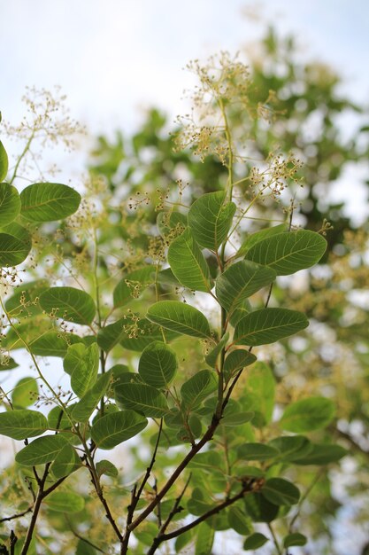 Vertikale Nahaufnahmeaufnahme der schönen Cotinus coggygria Blumen