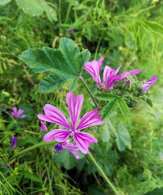 Vertikale Nahaufnahmeaufnahme der schönen Malva Sylvestris-Blume, die im Garten blüht