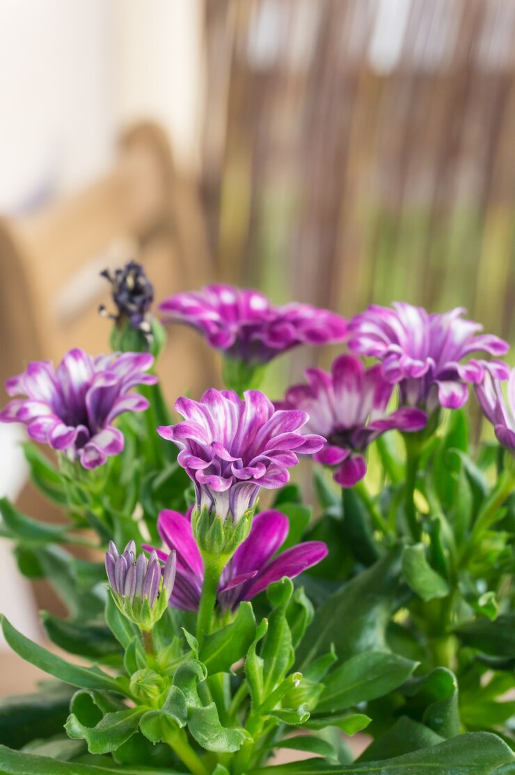 Kostenlose Foto vertikale nahaufnahmeaufnahme der schönen rosa afrikanischen gänseblümchenblumen