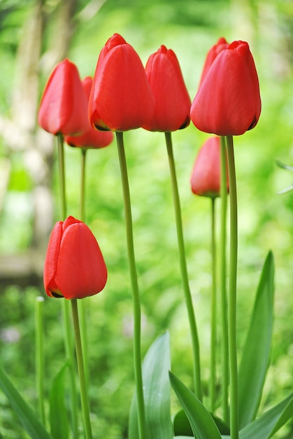 Vertikale Nahaufnahmeaufnahme der schönen roten Tulpen auf einem unscharfen Hintergrund