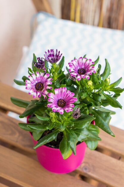 Vertikale Nahaufnahmeaufnahme des hohen Winkels von blühenden rosa Blumen in einem rosa Blumentopf