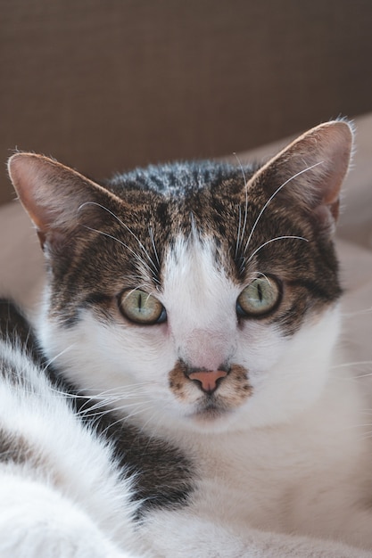 Vertikale Nahaufnahmeaufnahme des Kopfes einer niedlichen weißen und grauen Katze mit grünen Augen