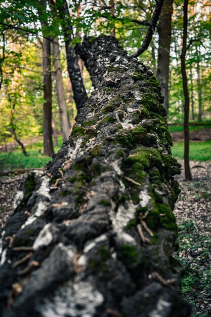 Vertikale Nahaufnahmeaufnahme des moosigen Stammes eines umgestürzten Baumes