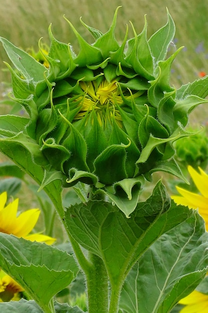 Vertikale Nahaufnahmeaufnahme einer blühenden Sonnenblume in einem Feld