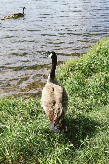 Vertikale Nahaufnahmeaufnahme einer Ente, die auf Gras nahe dem Wasser steht