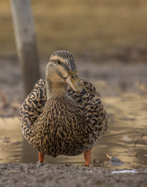 Vertikale Nahaufnahmeaufnahme einer Ente, die im Wasser nahe dem Ufer mit einer Unschärfe steht