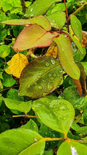 Vertikale Nahaufnahmeaufnahme einer frischen grünen Pflanze mit Wassertropfen darauf