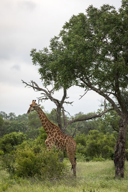 Vertikale Nahaufnahmeaufnahme einer niedlichen Giraffe, die zwischen den grünen Bäumen in der Wildnis geht