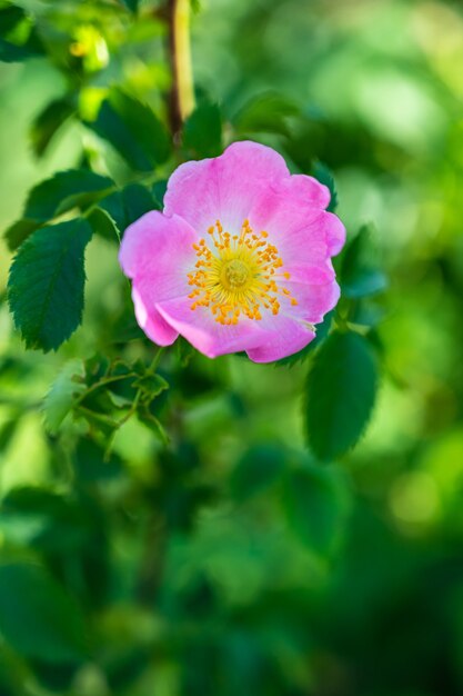 Vertikale Nahaufnahmeaufnahme einer schönen rosa wilden Rose