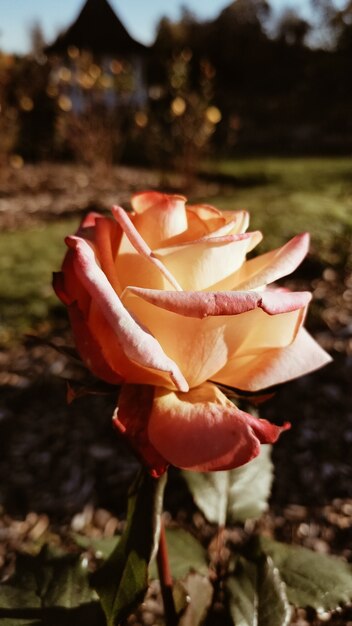 Vertikale Nahaufnahmeaufnahme einer schönen Rosenblume