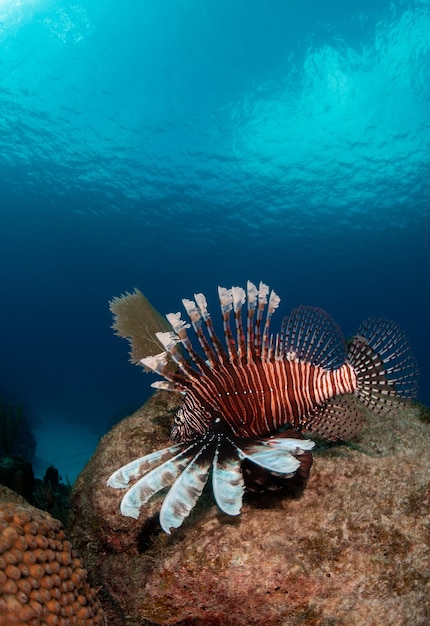 Vertikale Nahaufnahmeaufnahme eines abgestreiften exotischen tropischen Fisches, der tief unter Wasser schwimmt