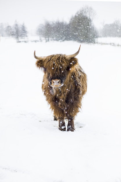 Vertikale Nahaufnahmeaufnahme eines Bisons, der im Schneefeld während der Schneeflocke steht