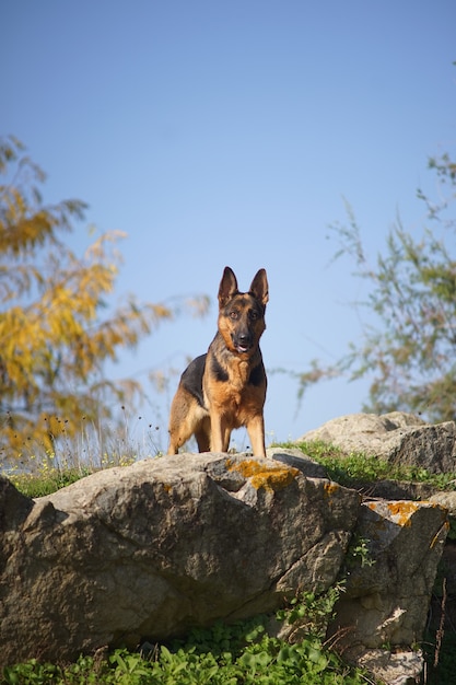 Vertikale Nahaufnahmeaufnahme eines deutschen Schäferhundes, der an einem sonnigen Tag auf einem Stein steht