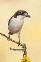 Kostenloses Foto vertikale nahaufnahmeaufnahme eines exotischen vogels, der auf dem kleinen ast eines baumes sitzt