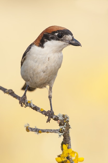 Vertikale Nahaufnahmeaufnahme eines exotischen Vogels, der auf dem kleinen Ast eines Baumes sitzt