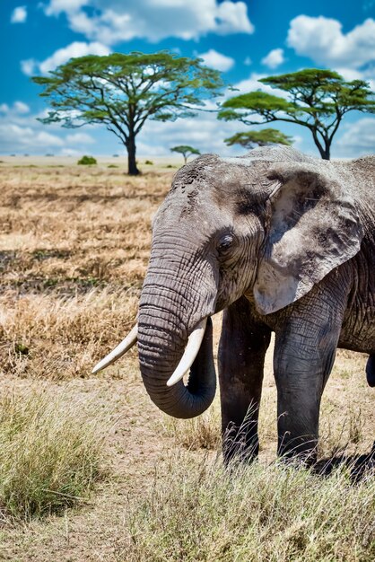 Vertikale Nahaufnahmeaufnahme eines niedlichen Elefanten, der auf dem trockenen Gras in der Wildnis geht