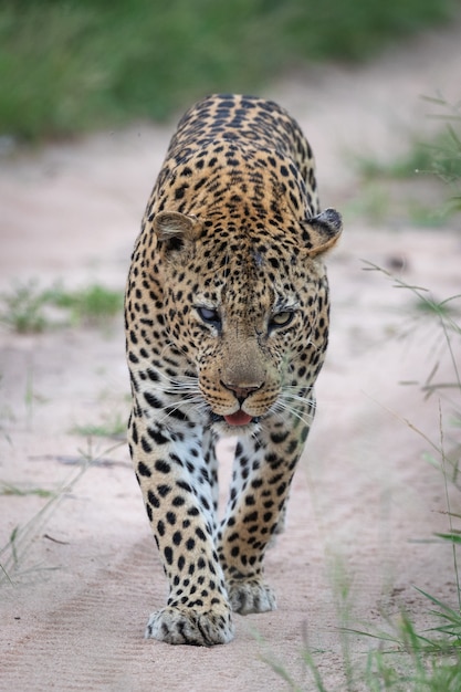 Vertikale Nahaufnahmeaufnahme eines schönen afrikanischen Leoparden, der auf der Straße geht