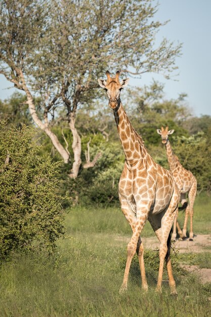 Vertikale Nahaufnahmeaufnahme von niedlichen Giraffen, die zwischen den grünen Bäumen in der Wildnis gehen