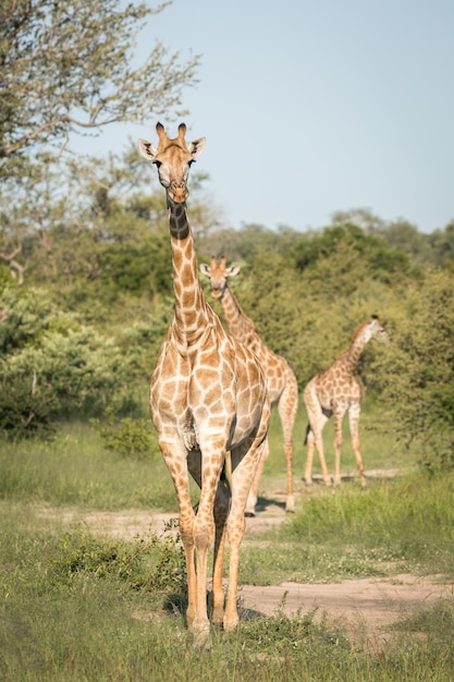 Vertikale Nahaufnahmeaufnahme von niedlichen Giraffen, die zwischen den grünen Bäumen in der Wildnis gehen