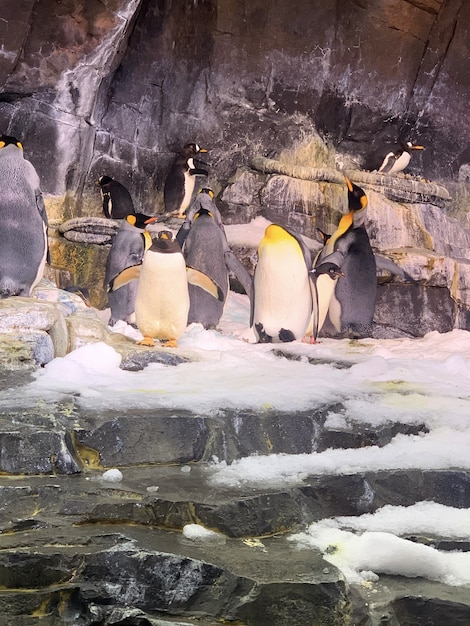 Vertikale Nahaufnahmeaufnahme von niedlichen Pinguinen unter den Felsen im Zoo