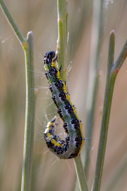 Vertikale Nahaufnahmeaufnahme von Pieris brassicae Raupe auf einer Pflanze