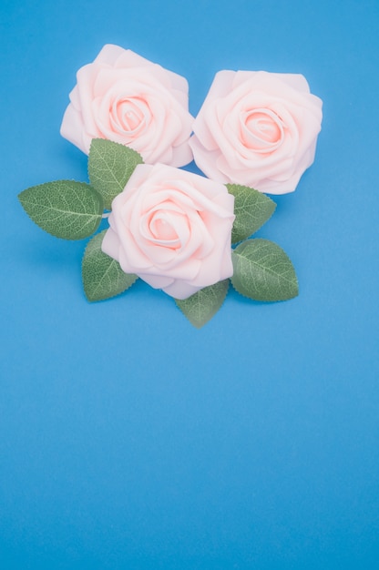 Vertikale Nahaufnahmeaufnahme von rosa Rosen lokalisiert auf einem blauen Hintergrund mit Kopienraum