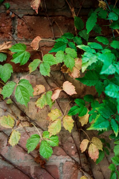 Vertikale Rahmenzweige einer kletternden grünen Pflanze auf einer alten Backsteinmaueridee für einen Hintergrund oder eine Tapete