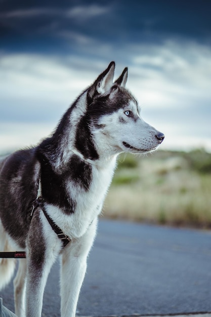Vertikale Seitenansicht eines sibirischen Husky-Hundes mit flachem Fokus
