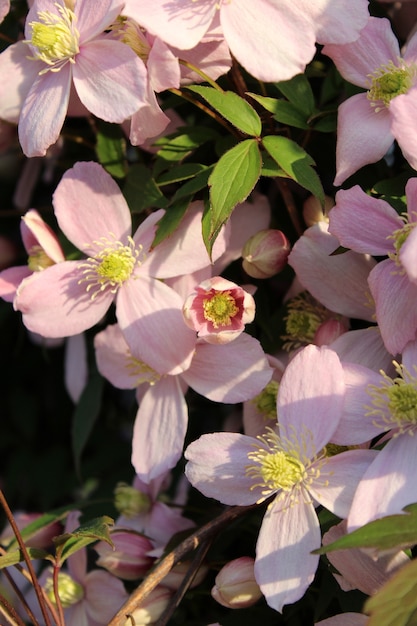 Vertikale selektive Fokusaufnahme der schönen Clematis Montana Blumen