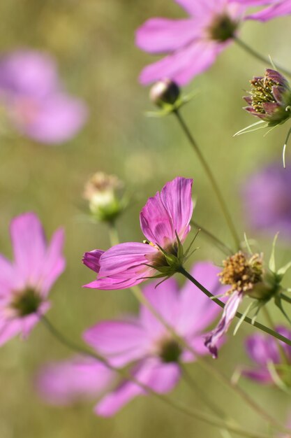 Vertikale selektive Fokusaufnahme der schönen lila Blumen in einem Garten