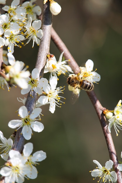 Vertikale selektive Fokusaufnahme einer Biene auf Kirschblüten