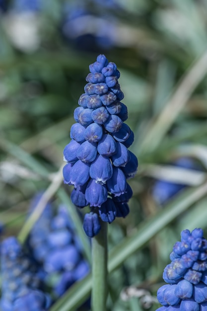 Vertikale selektive Fokusaufnahme einer exotischen lila Traubenhyazinthenblume, die in einem Garten gefangen genommen wird