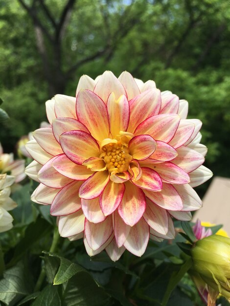 Vertikale selektive Fokusaufnahme einer schönen Dahlienblume in einem Garten