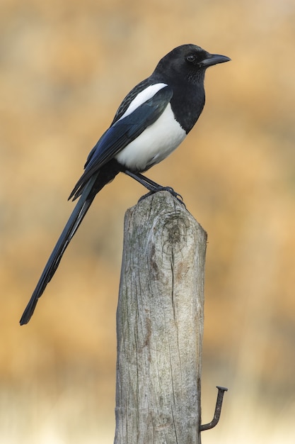 Vertikale selektive Fokusaufnahme einer schönen Krähe, die auf einem Holzscheit sitzt