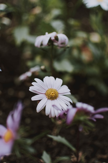 Vertikale selektive fokusaufnahme einer schönen weißen blume in einem garten