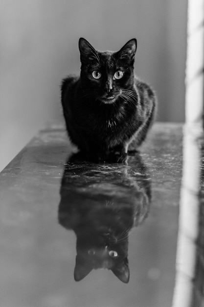 Kostenloses Foto vertikale selektive fokusaufnahme einer schwarzen katze und ihrer reflexion auf der fensterbank