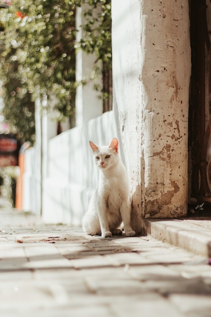Vertikale selektive Fokusaufnahme einer weißen Katze, die im Freien sitzt