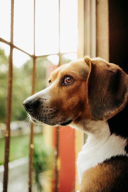 Vertikale selektive Fokusaufnahme eines braunen Hundes, der aus dem Fenster schaut