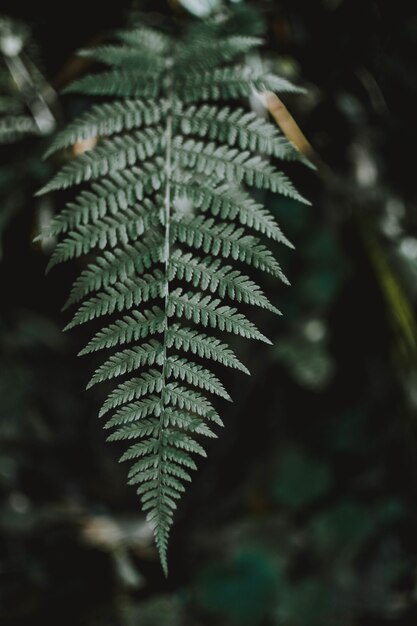 Vertikale selektive Fokusaufnahme eines exotischen grünen Blattes in einem tropischen geheimnisvollen Dschungel