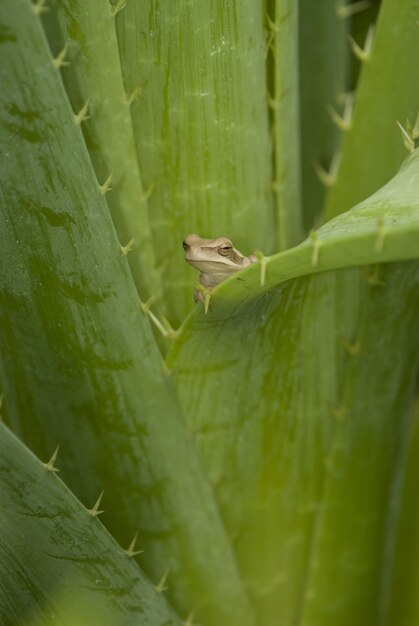 Vertikale selektive Fokusaufnahme eines niedlichen kleinen Frosches, der hinter dem großen grünen Blatt zwinkert